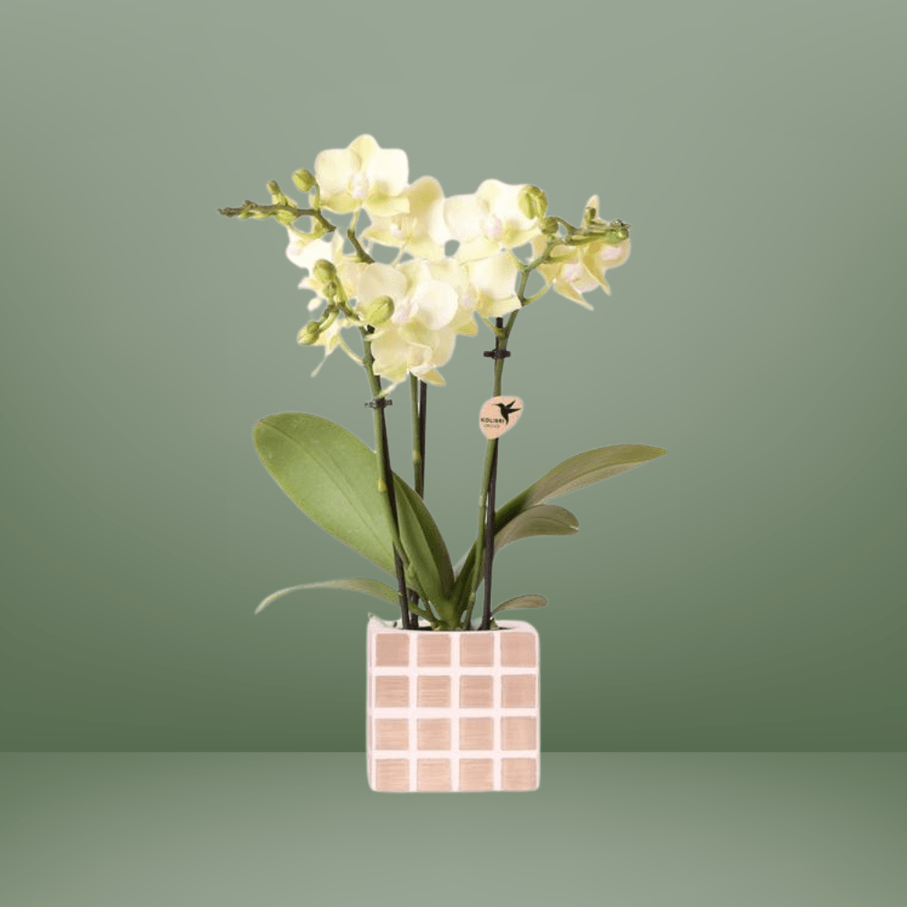 Gele Phalaenopsis Orchidee met Mosa Sierpot – Eyecatcher!