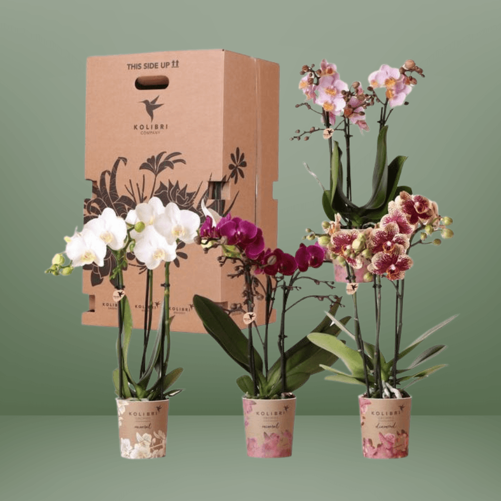 Kolibri Orchids – Diverse Orchideeënbox, 4 Variaties, Voordeelprijs