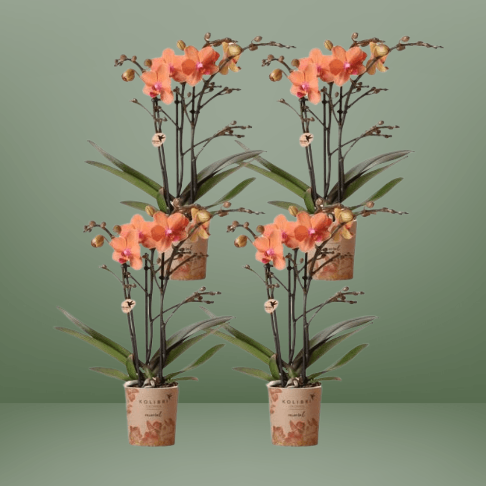 Oranje Phalaenopsis Orchideeën Set – Onderhoudsvriendelijk & Eyecatcher