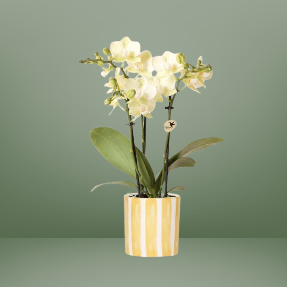 Gele Phalaenopsis Orchidee – Bloeiende Plant met Gele Pot