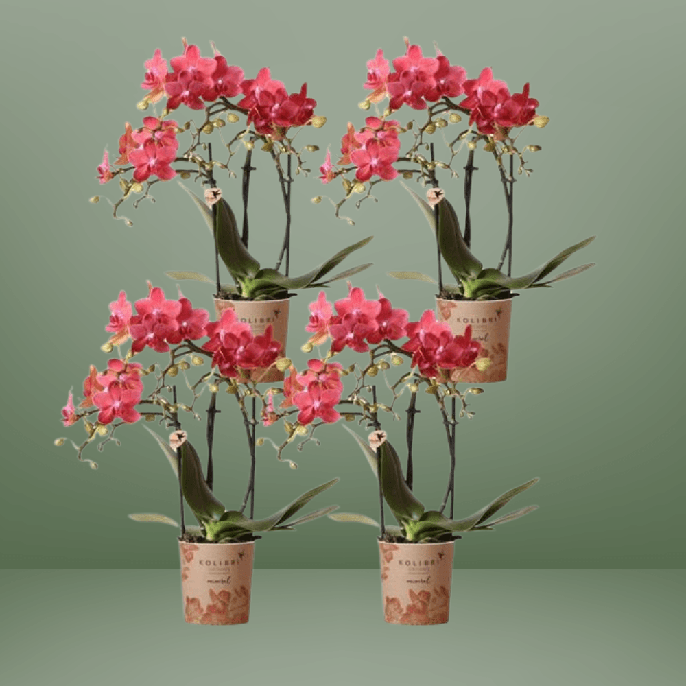 Kolibri Orchideeën – 4x Oranje Phalaenopsis, Compact & Onderhoudsvriendelijk