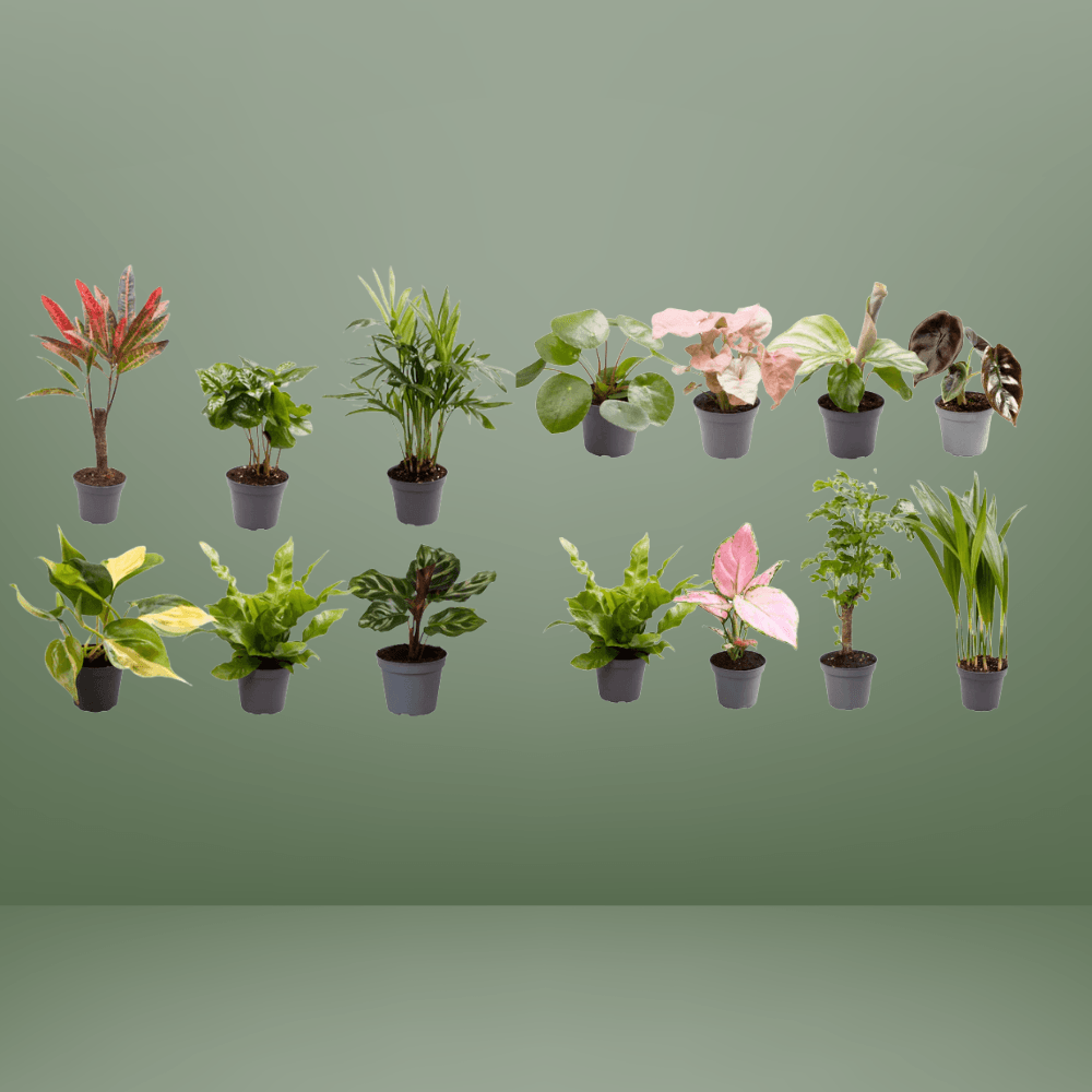 Baby Plantjes Verrassingsbox - Ø6cm - ↕12cm - Set van 6 en 8 Stuks