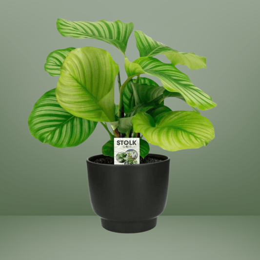 Calathea Orbifolia - Ø14cm - ↕50cm + Potenza Pot D15x13cm - Zwart