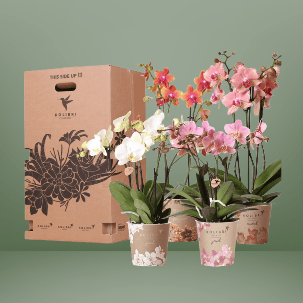 Kolibri Orchids – 4 Orchideeën Mix, Luchtzuiverend en Vers