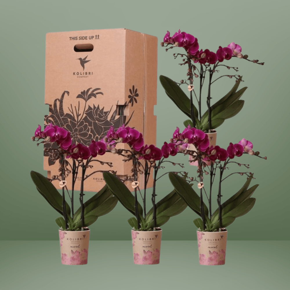 Kolibri Orchids – 4 Eenvormige Orchideeën, Vers Van De Kweker