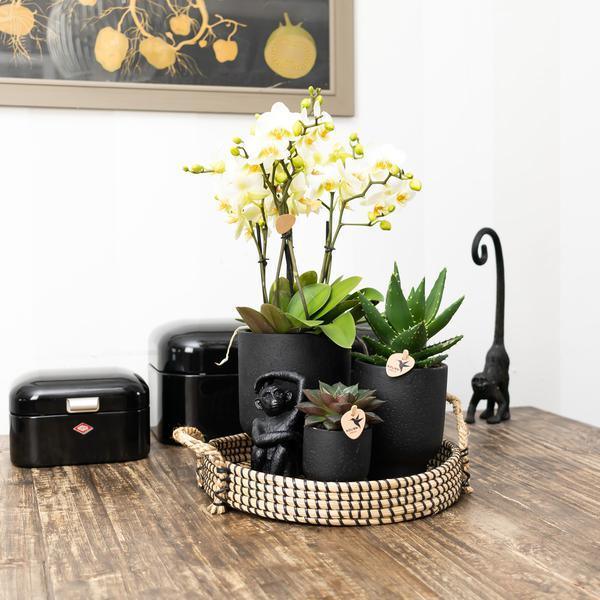 [Brand/Company Name] [Plant/Flower Type] and [Plant/Flower Type] set in [Material/Color] pot on [Material/Color] tray.
