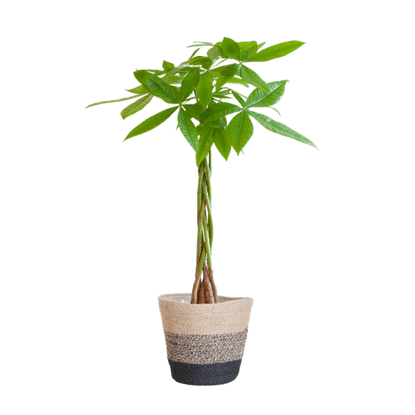 [Brand/Company Name] [Plant/Flower Type] and [Plant/Flower Type] set in [Material/Color] pot on [Material/Color] tray.