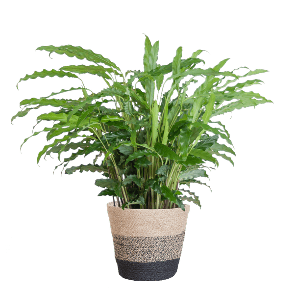 [Brand/Company Name] [Plant/Flower Type] and [Plant/Flower Type] set in [Material/Color] pot on [Material/Color] tray.