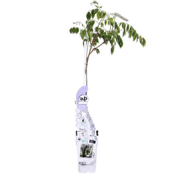 [Brand/Company Name] [Plant/Flower Type] and [Plant/Flower Type] set in [Material/Color] pot on [Material/Color] tray.