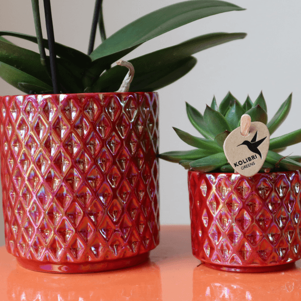[Brand/Company Name] [Plant/Flower Type] and [Plant/Flower Type] set in [Material/Color] pot on [Material/Color] tray.