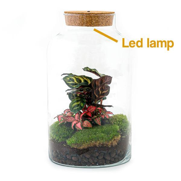 [Brand/Company Name] [Plant/Flower Type] and [Plant/Flower Type] set in [Material/Color] pot on [Material/Color] tray.