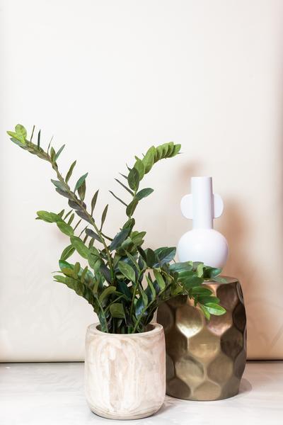 [Brand/Company Name] [Plant/Flower Type] and [Plant/Flower Type] set in [Material/Color] pot on [Material/Color] tray.