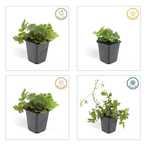 [Brand/Company Name] [Plant/Flower Type] and [Plant/Flower Type] set in [Material/Color] pot on [Material/Color] tray.