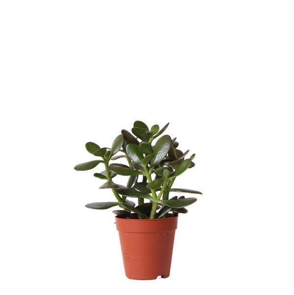 [Brand/Company Name] [Plant/Flower Type] and [Plant/Flower Type] set in [Material/Color] pot on [Material/Color] tray.