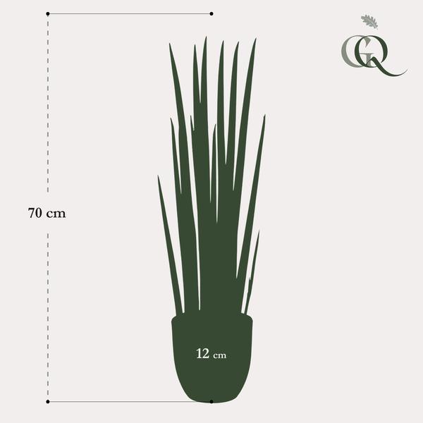 [Brand/Company Name] [Plant/Flower Type] and [Plant/Flower Type] set in [Material/Color] pot on [Material/Color] tray.