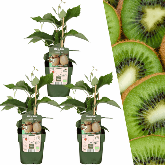 [Brand/Company Name] [Plant/Flower Type] and [Plant/Flower Type] set in [Material/Color] pot on [Material/Color] tray.