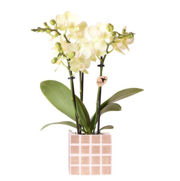 [Brand/Company Name] [Plant/Flower Type] and [Plant/Flower Type] set in [Material/Color] pot on [Material/Color] tray.