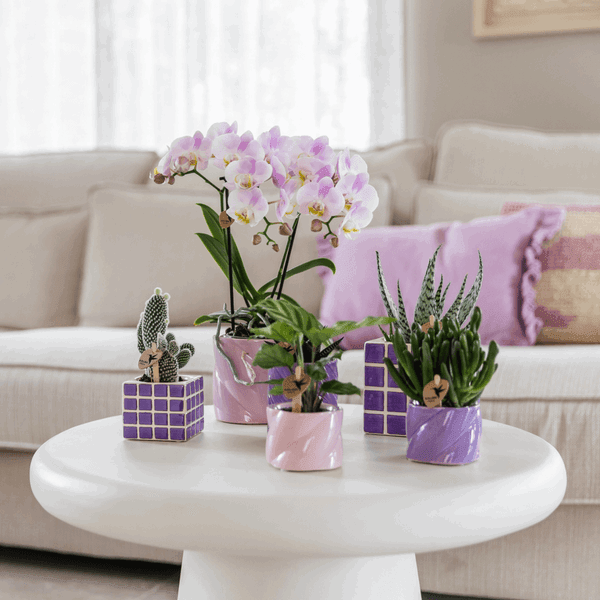 [Brand/Company Name] [Plant/Flower Type] and [Plant/Flower Type] set in [Material/Color] pot on [Material/Color] tray.