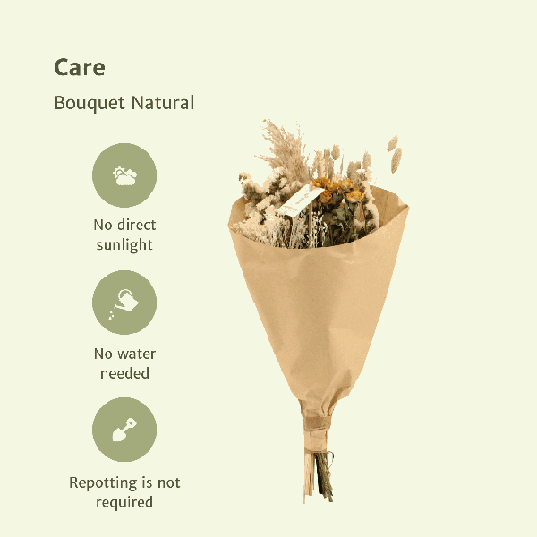 [Brand/Company Name] [Plant/Flower Type] and [Plant/Flower Type] set in [Material/Color] pot on [Material/Color] tray.