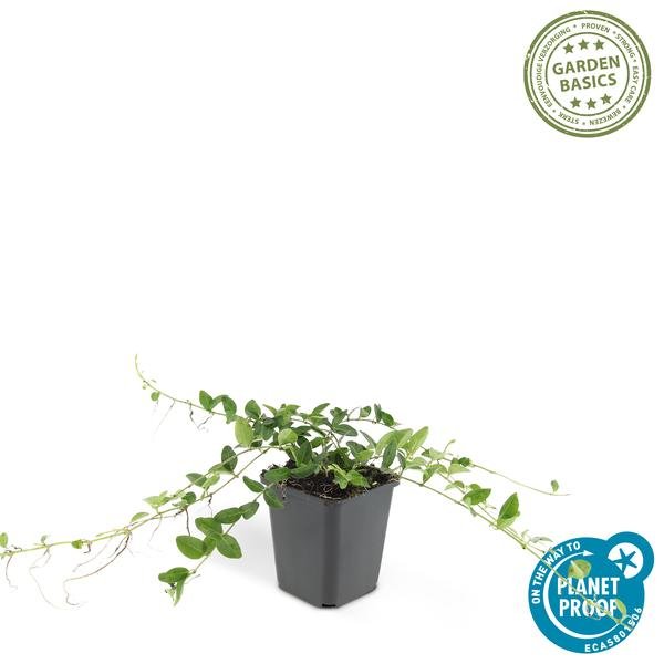 [Brand/Company Name] [Plant/Flower Type] and [Plant/Flower Type] set in [Material/Color] pot on [Material/Color] tray.