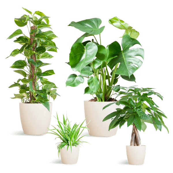 [Brand/Company Name] [Plant/Flower Type] and [Plant/Flower Type] set in [Material/Color] pot on [Material/Color] tray.