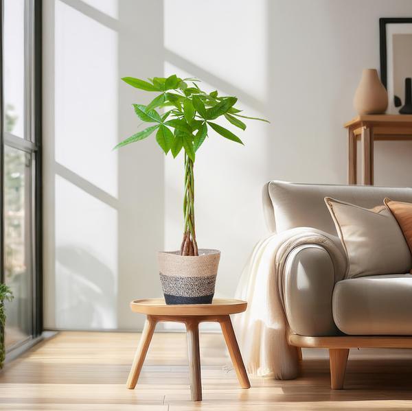 [Brand/Company Name] [Plant/Flower Type] and [Plant/Flower Type] set in [Material/Color] pot on [Material/Color] tray.