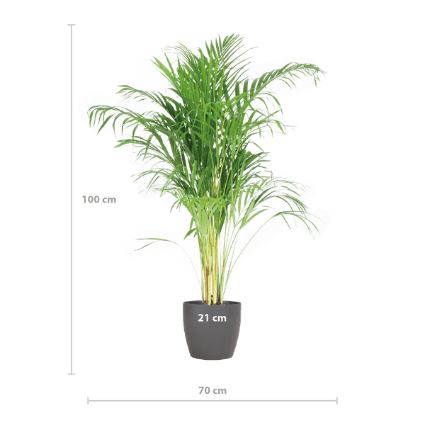 [Brand/Company Name] [Plant/Flower Type] and [Plant/Flower Type] set in [Material/Color] pot on [Material/Color] tray.
