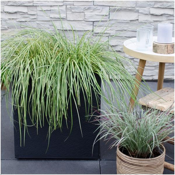 [Brand/Company Name] [Plant/Flower Type] and [Plant/Flower Type] set in [Material/Color] pot on [Material/Color] tray.