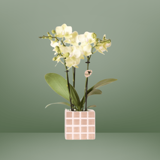 [Brand/Company Name] [Plant/Flower Type] and [Plant/Flower Type] set in [Material/Color] pot on [Material/Color] tray.