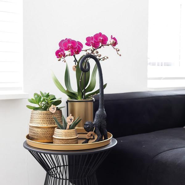 [Brand/Company Name] [Plant/Flower Type] and [Plant/Flower Type] set in [Material/Color] pot on [Material/Color] tray.