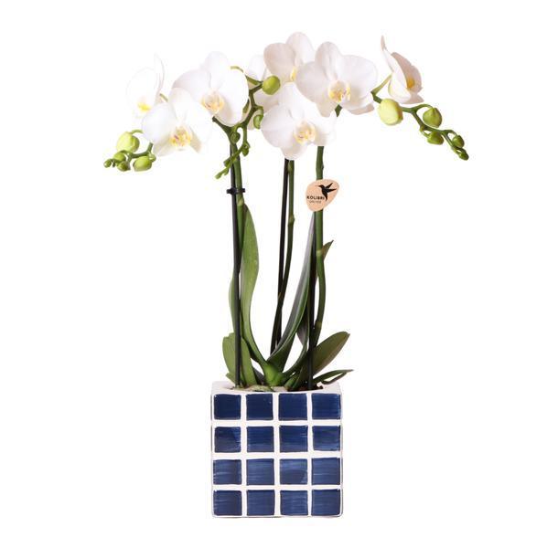 [Brand/Company Name] [Plant/Flower Type] and [Plant/Flower Type] set in [Material/Color] pot on [Material/Color] tray.