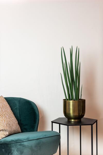 [Brand/Company Name] [Plant/Flower Type] and [Plant/Flower Type] set in [Material/Color] pot on [Material/Color] tray.