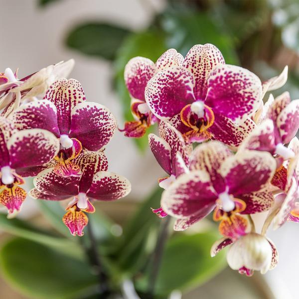 [Brand/Company Name] [Plant/Flower Type] and [Plant/Flower Type] set in [Material/Color] pot on [Material/Color] tray.
