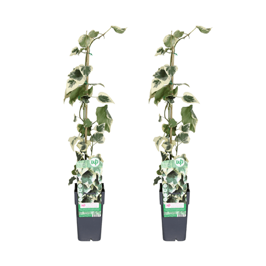 [Brand/Company Name] [Plant/Flower Type] and [Plant/Flower Type] set in [Material/Color] pot on [Material/Color] tray.