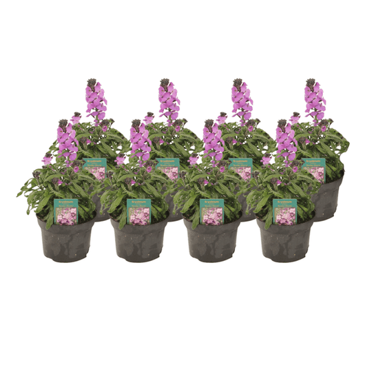 [Brand/Company Name] [Plant/Flower Type] and [Plant/Flower Type] set in [Material/Color] pot on [Material/Color] tray.