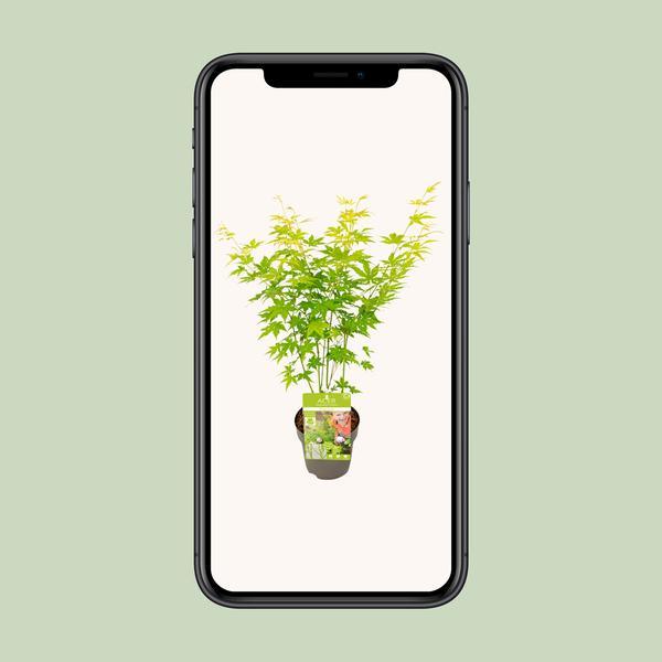 [Brand/Company Name] [Plant/Flower Type] and [Plant/Flower Type] set in [Material/Color] pot on [Material/Color] tray.