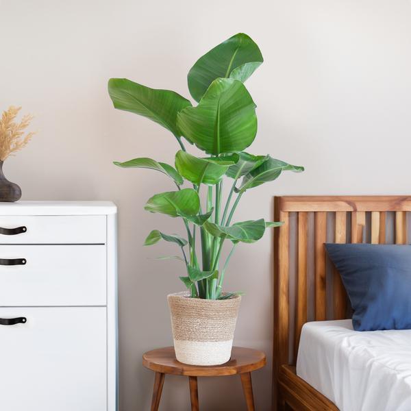 [Brand/Company Name] [Plant/Flower Type] and [Plant/Flower Type] set in [Material/Color] pot on [Material/Color] tray.