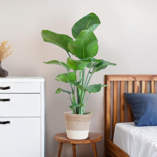 [Brand/Company Name] [Plant/Flower Type] and [Plant/Flower Type] set in [Material/Color] pot on [Material/Color] tray.