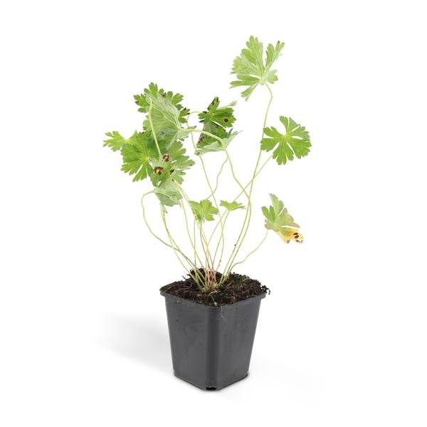 [Brand/Company Name] [Plant/Flower Type] and [Plant/Flower Type] set in [Material/Color] pot on [Material/Color] tray.