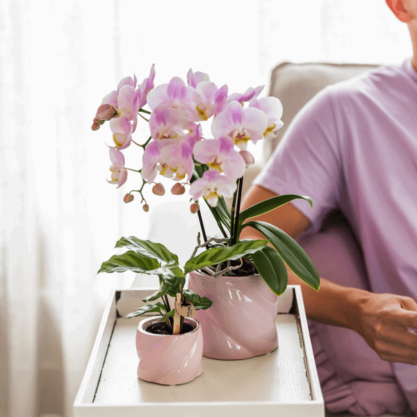[Brand/Company Name] [Plant/Flower Type] and [Plant/Flower Type] set in [Material/Color] pot on [Material/Color] tray.