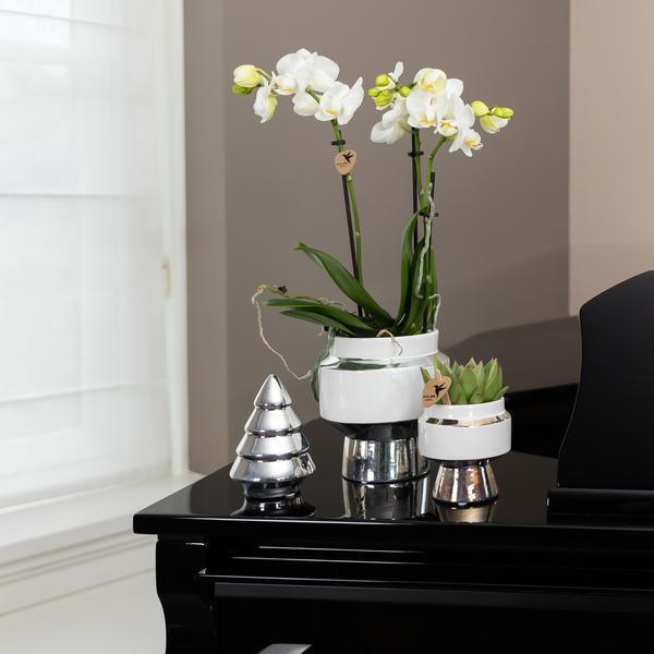 [Brand/Company Name] [Plant/Flower Type] and [Plant/Flower Type] set in [Material/Color] pot on [Material/Color] tray.