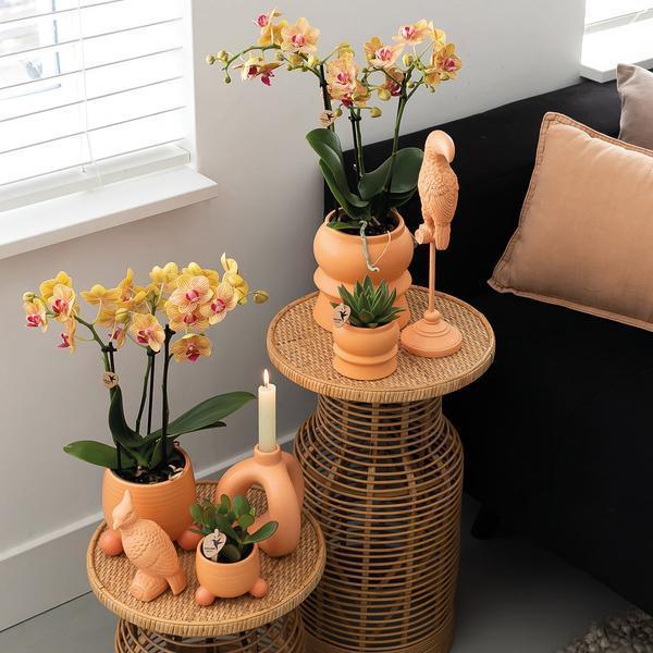 [Brand/Company Name] [Plant/Flower Type] and [Plant/Flower Type] set in [Material/Color] pot on [Material/Color] tray.
