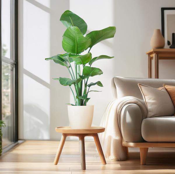 [Brand/Company Name] [Plant/Flower Type] and [Plant/Flower Type] set in [Material/Color] pot on [Material/Color] tray.