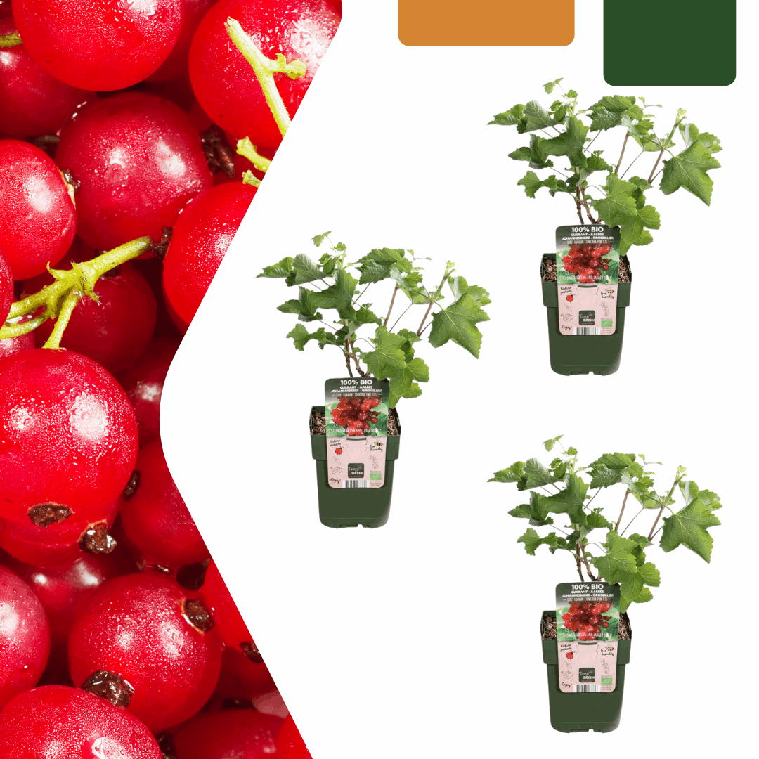 [Brand/Company Name] [Plant/Flower Type] and [Plant/Flower Type] set in [Material/Color] pot on [Material/Color] tray.