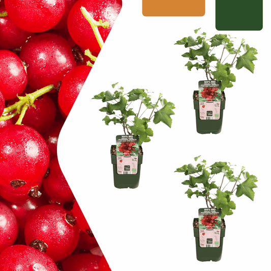 [Brand/Company Name] [Plant/Flower Type] and [Plant/Flower Type] set in [Material/Color] pot on [Material/Color] tray.