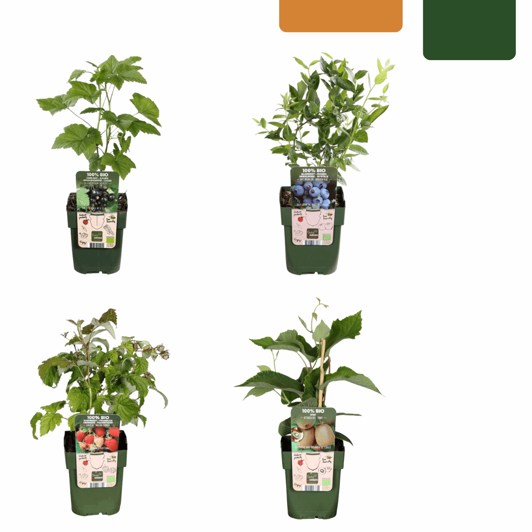 [Brand/Company Name] [Plant/Flower Type] and [Plant/Flower Type] set in [Material/Color] pot on [Material/Color] tray.