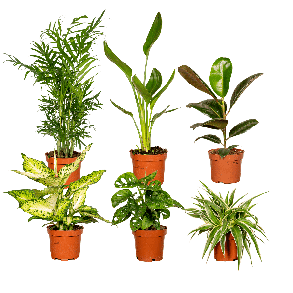 [Brand/Company Name] [Plant/Flower Type] and [Plant/Flower Type] set in [Material/Color] pot on [Material/Color] tray.