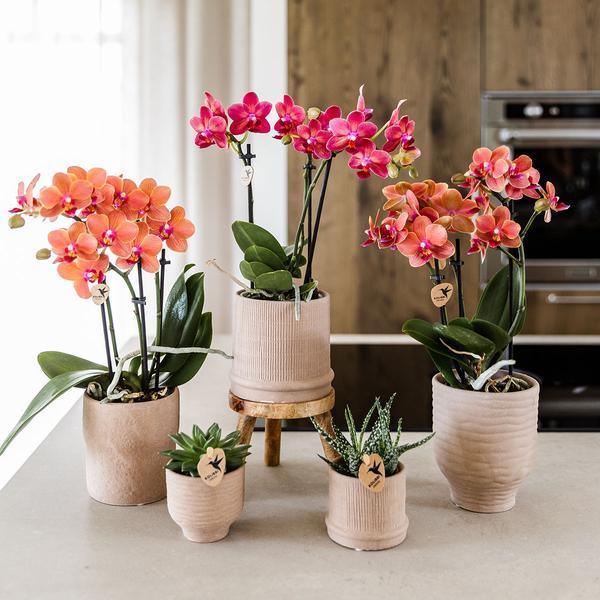 [Brand/Company Name] [Plant/Flower Type] and [Plant/Flower Type] set in [Material/Color] pot on [Material/Color] tray.