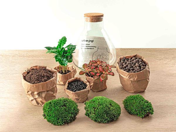 [Brand/Company Name] [Plant/Flower Type] and [Plant/Flower Type] set in [Material/Color] pot on [Material/Color] tray.