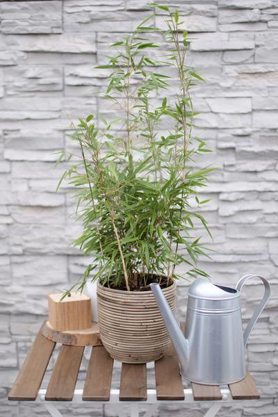[Brand/Company Name] [Plant/Flower Type] and [Plant/Flower Type] set in [Material/Color] pot on [Material/Color] tray.